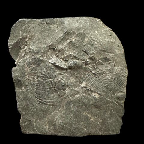 Trilobit Eudolatites – Pankrác, Praha, ČR