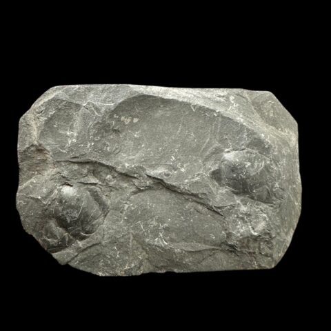 Trilobit Dalmanitina asta – Praha, Pankrác, ČR