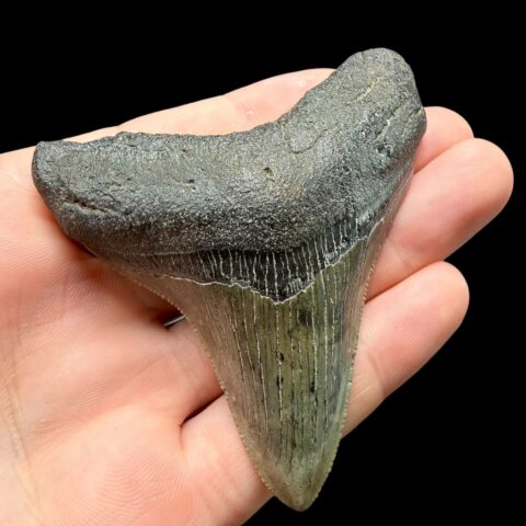 Fosilní zub megalodona 8cm – Severní Karolína, USA – Top zachovalost