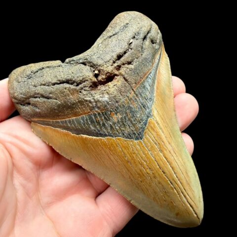 Fosilní zub megalodona 11cm – Severní Karolína, USA – Top kvalita