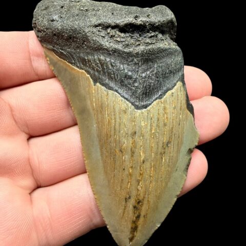 Fosilní zub megalodona 9cm – Severní Karolína, USA