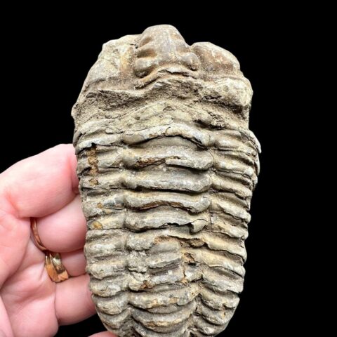 Trilobit – Velký Atlas, Maroko