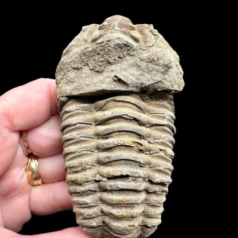 Trilobit – Velký Atlas, Maroko