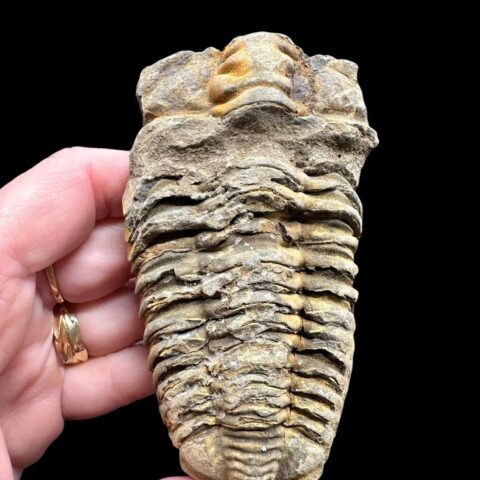 Trilobit – Velký Atlas, Maroko