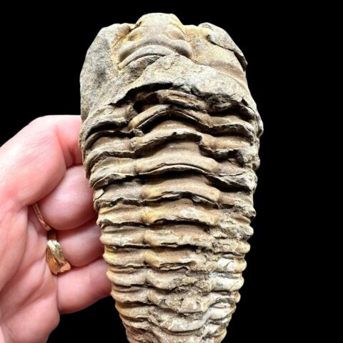 Trilobit – Velký Atlas, Maroko