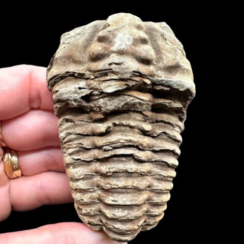 Trilobit – Velký Atlas, Maroko