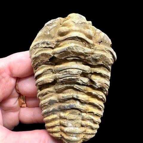 Trilobit – Velký Atlas, Maroko