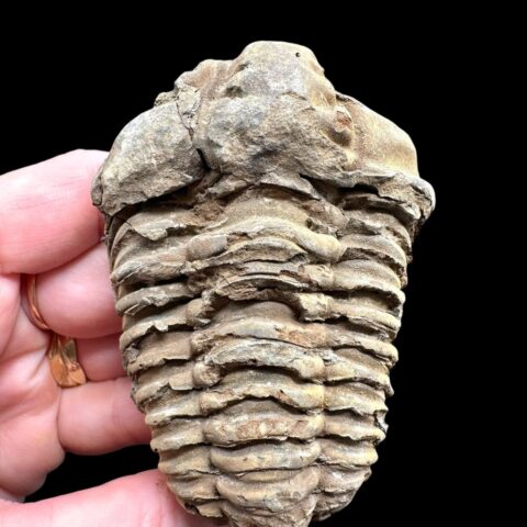 Trilobit – Velký Atlas, Maroko