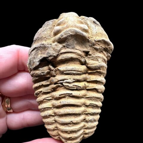 Trilobit – Velký Atlas, Maroko