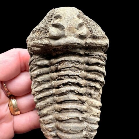 Trilobit – Velký Atlas, Maroko