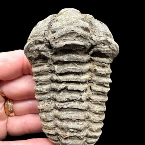 Trilobit – Velký Atlas, Maroko