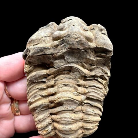 Trilobit – Velký Atlas, Maroko