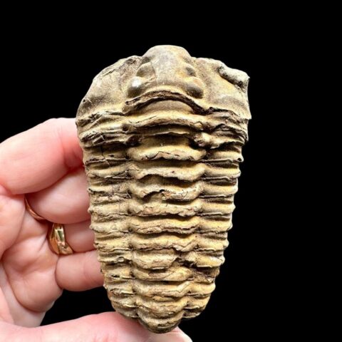 Trilobit – Velký Atlas, Maroko