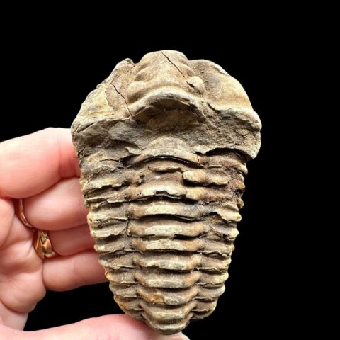 Trilobit – Velký Atlas, Maroko