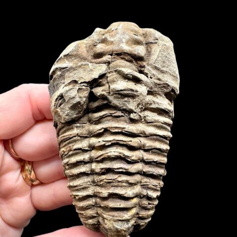 Trilobit – Velký Atlas, Maroko