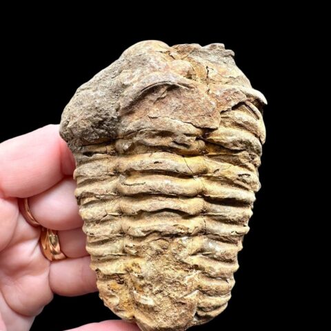 Trilobit – Velký Atlas, Maroko