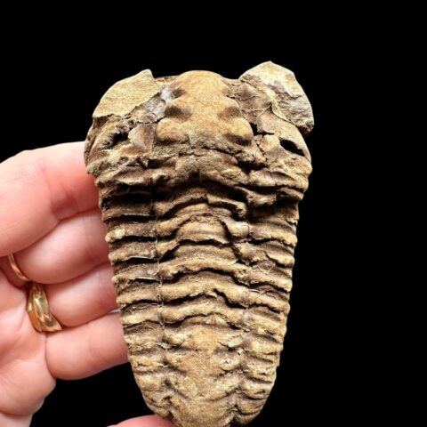 Trilobit – Velký Atlas, Maroko