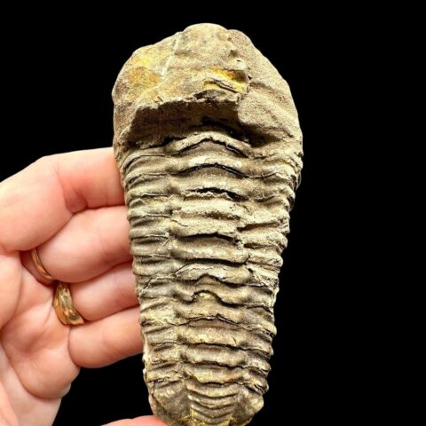 Trilobit – Velký Atlas, Maroko