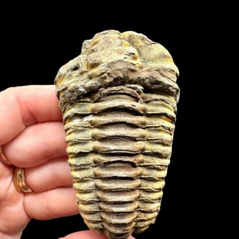 Trilobit – Velký Atlas, Maroko