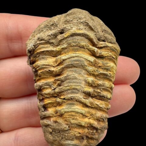 Trilobit – Velký Atlas, Maroko
