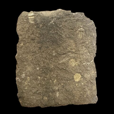 Trilobit Aulacopleura konincki – Loděnice u Berouna, ČR