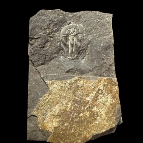 Trilobit Aulacopleura konincki – Loděnice u Berouna, ČR