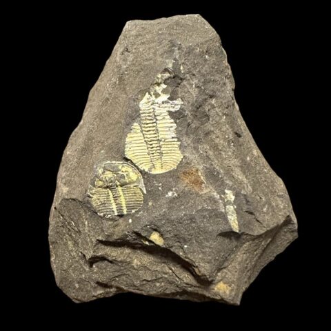 Trilobit Aulacopleura konincki – Loděnice u Berouna, ČR