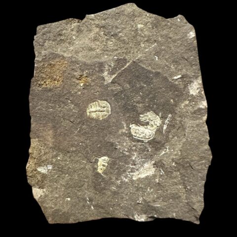 Trilobit Aulacopleura konincki – Loděnice u Berouna, ČR