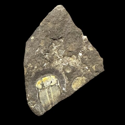 Trilobit Aulacopleura konincki – Loděnice u Berouna, ČR