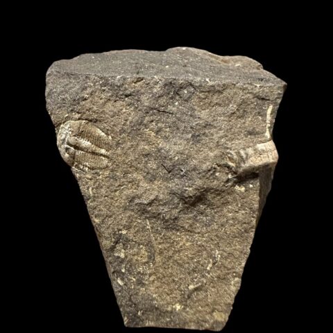 Trilobit Aulacopleura konincki – Loděnice u Berouna, ČR