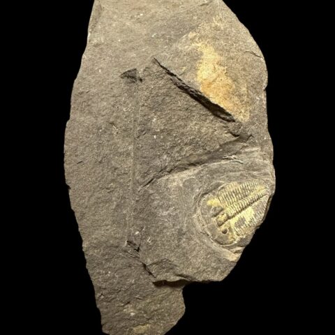 Trilobit Aulacopleura konincki – Loděnice u Berouna, ČR