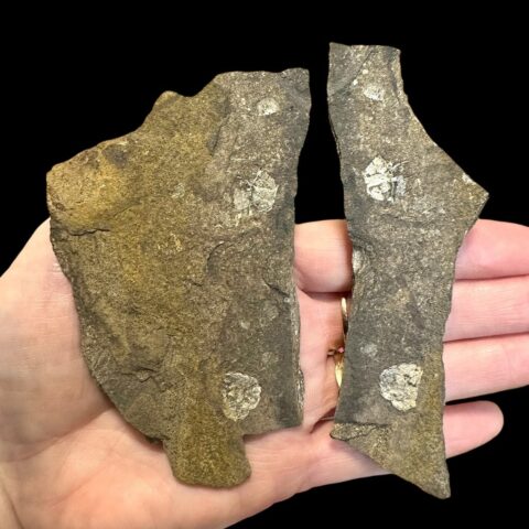 Trilobit Miraspis mira – Loděnice u Berouna, ČR