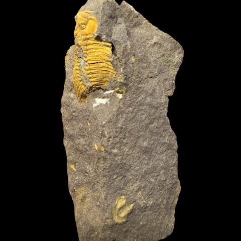 Trilobit Eccoparadoxides Pusillus – Rejkovice, ČR