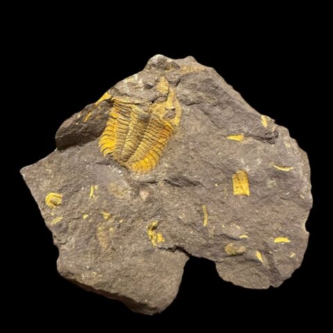 Trilobit Eccoparadoxides Pusillus – Rejkovice, ČR