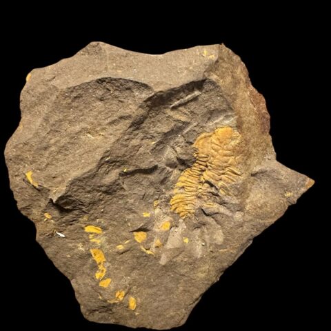 Trilobit Eccoparadoxides Pusillus – Rejkovice, ČR