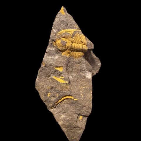 Trilobit Eccoparadoxides Pusillus – Rejkovice, ČR