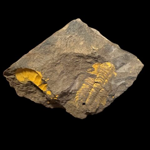 Trilobit Eccoparadoxides Pusillus – Rejkovice, ČR
