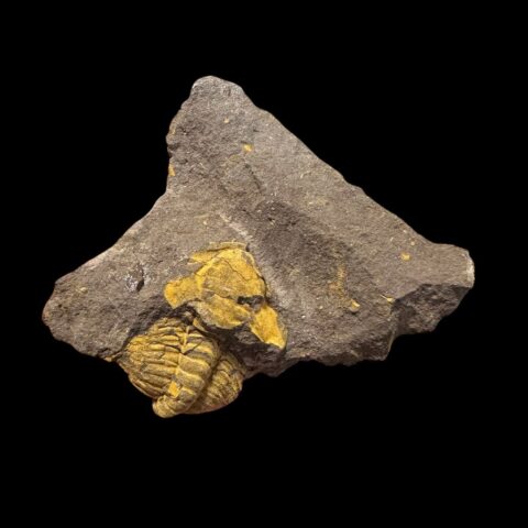 Trilobit Eccoparadoxides Pusillus – Rejkovice, ČR