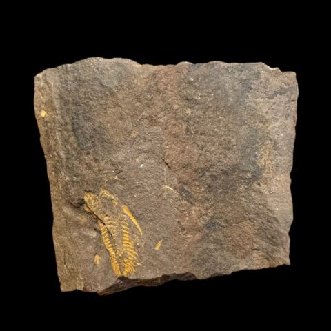 Trilobit Eccoparadoxides Pusillus – Rejkovice, ČR