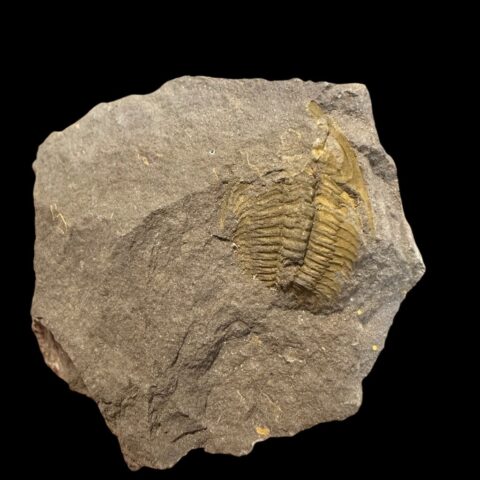 Trilobit Eccoparadoxides Pusillus – Rejkovice, ČR