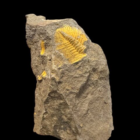 Trilobit Eccoparadoxides Pusillus – Rejkovice, ČR