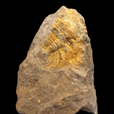 Trilobit Eccoparadoxides Pusillus – Rejkovice, ČR
