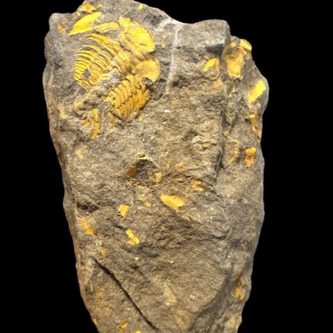 Trilobit Eccoparadoxides Pusillus – Rejkovice, ČR