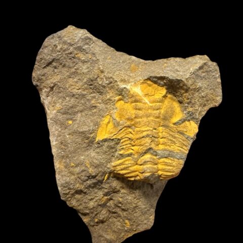 Trilobit Eccoparadoxides Pusillus – Rejkovice, ČR