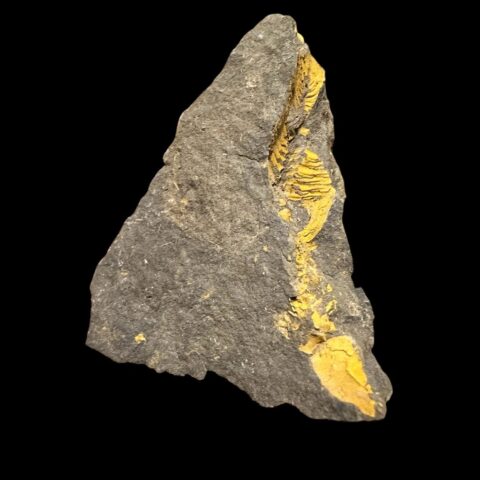 Trilobit Eccoparadoxides Pusillus – Rejkovice, ČR