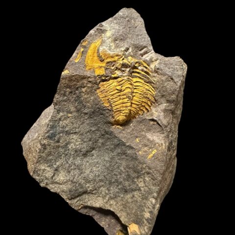 Trilobit Eccoparadoxides Pusillus – Rejkovice, ČR