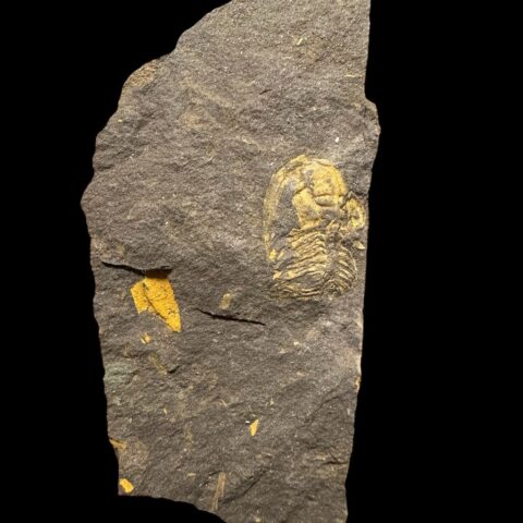 Trilobit Eccoparadoxides Pusillus – Rejkovice, ČR