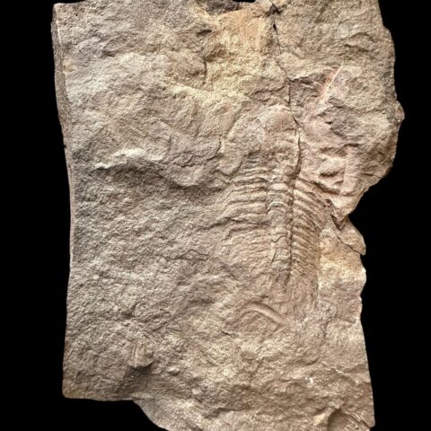 Trilobit Eccoparadoxides Pusillus – Rejkovice, ČR