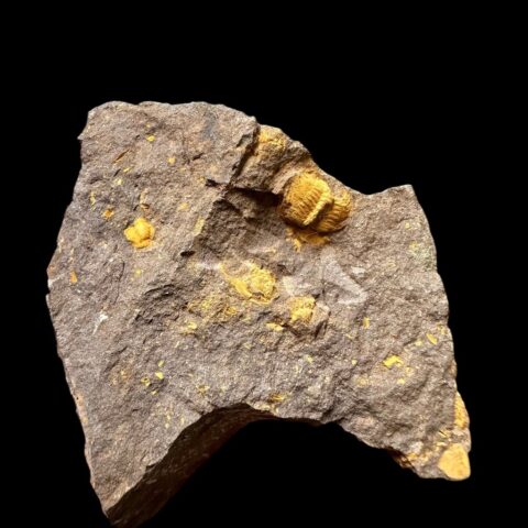Trilobit Eccoparadoxides Pusillus – Rejkovice, ČR