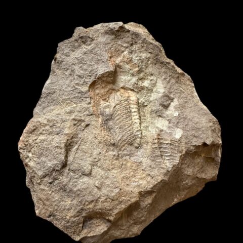 Trilobit Eccoparadoxides Pusillus – Rejkovice, ČR